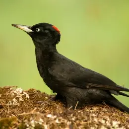 Picchio nero